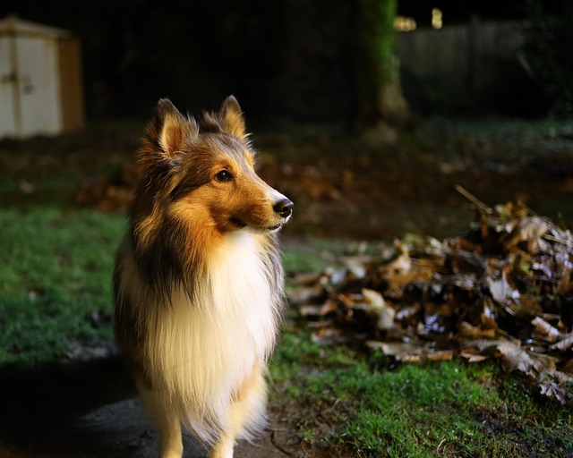 Free Dog Sheltie photo and picture