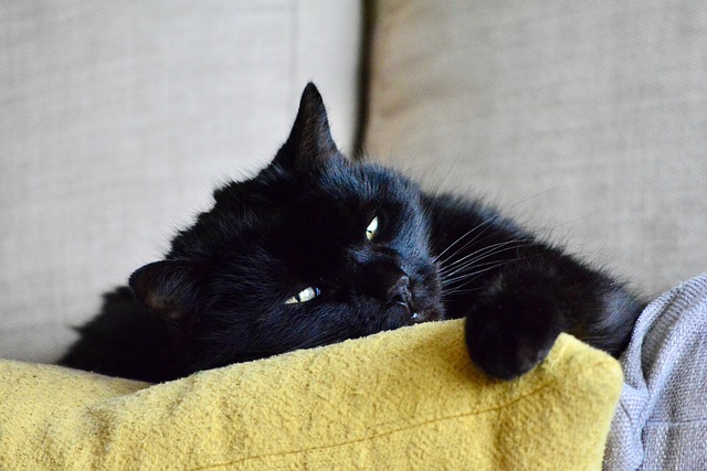 Free Cat Relax photo and picture