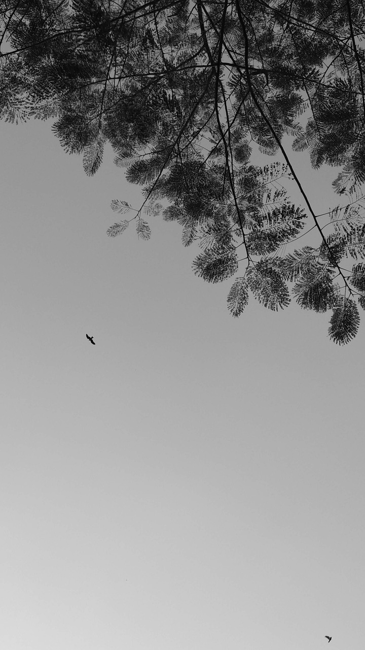 天空 干净的 叶子 - Pixabay上的免费照片 - Pixabay