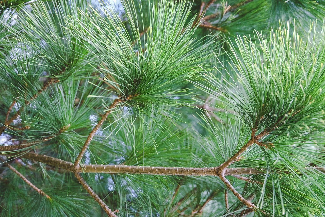 Trees Needles Leaves Free photo on Pixabay Pixabay