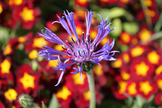 Bloemen, Lente, Natuur