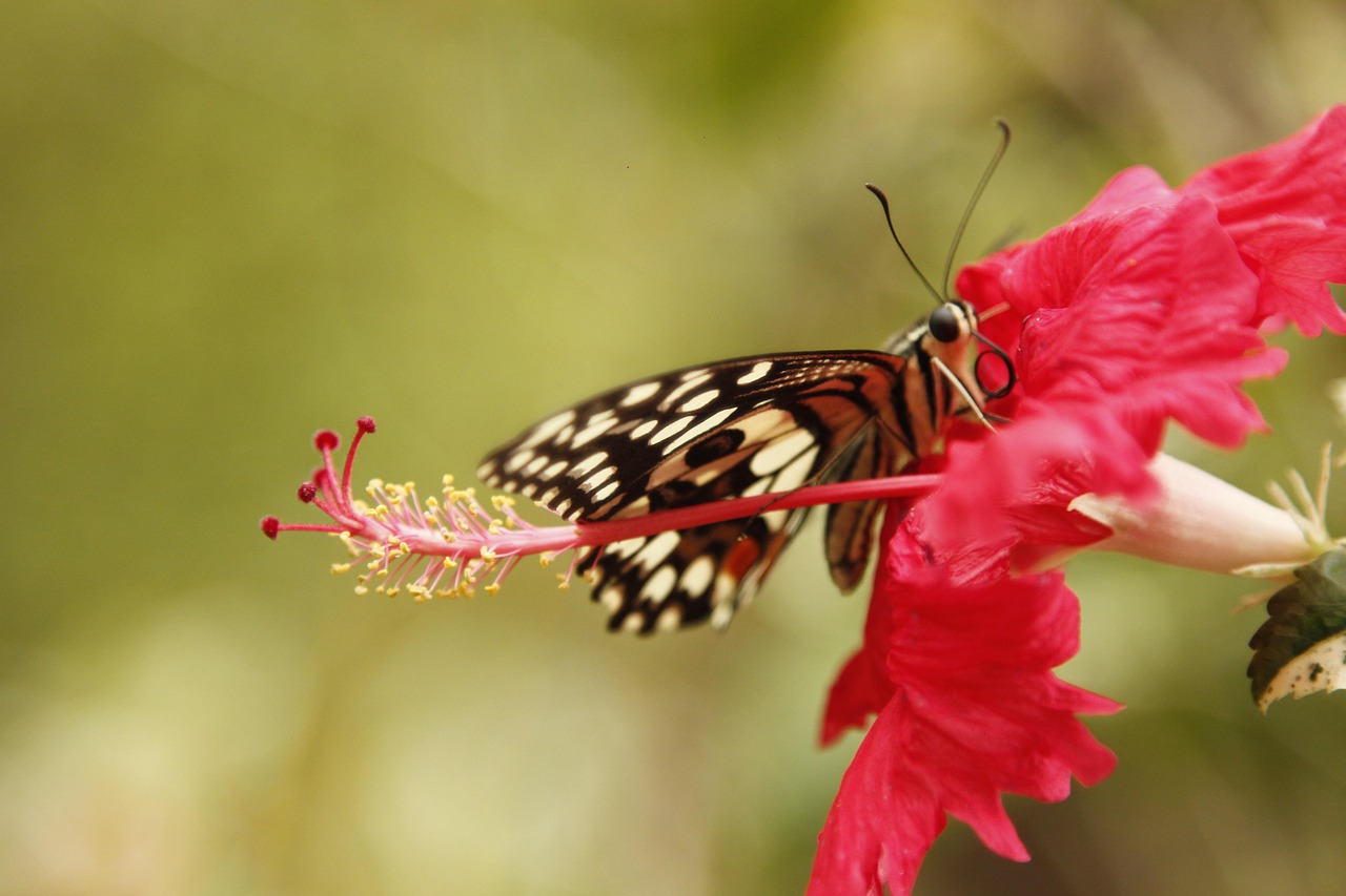 Nature Papillon - Photo gratuite sur Pixabay - Pixabay