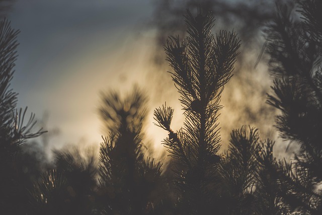 Free Conifer Tree photo and picture