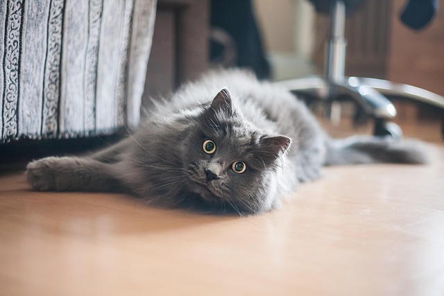 Kat, Natur, Kæledyr, Dyr, Huskat, Feline