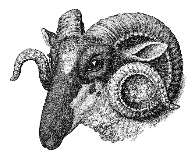 Free sheep ram engraving illustration