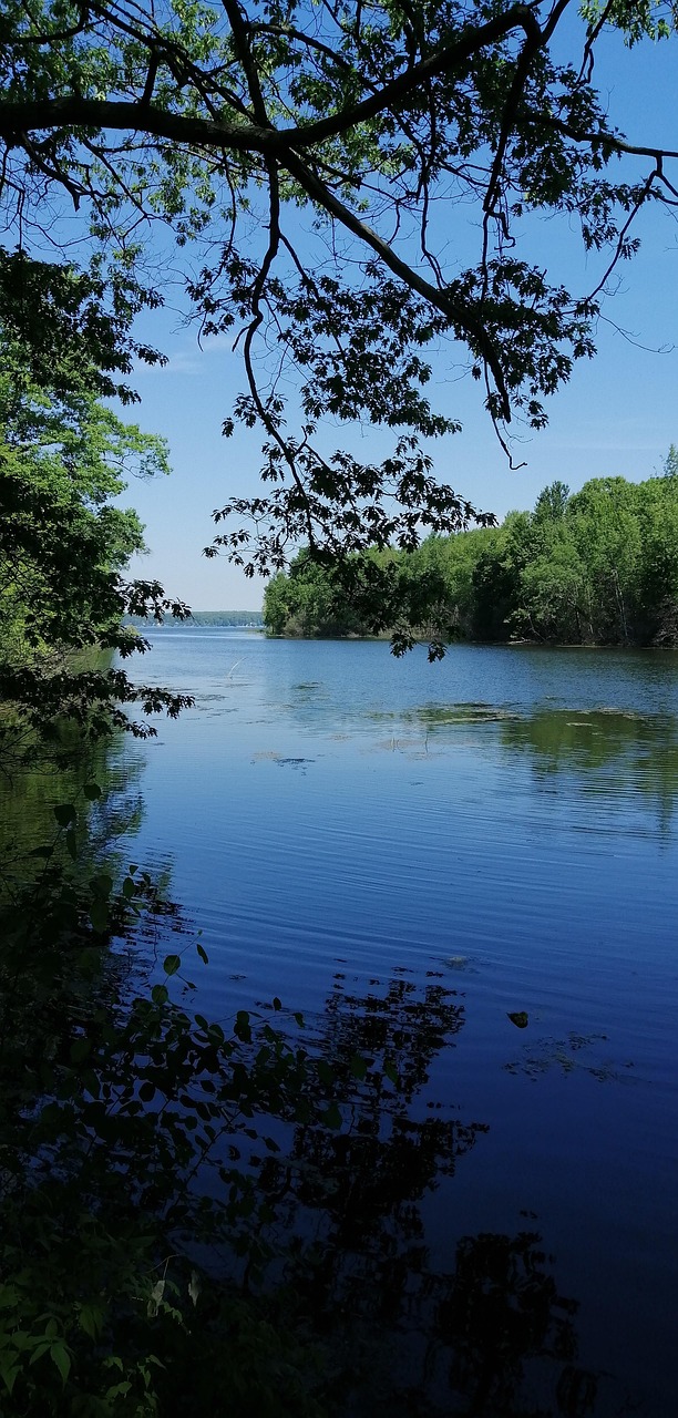 Water Trees Free photo on Pixabay Pixabay