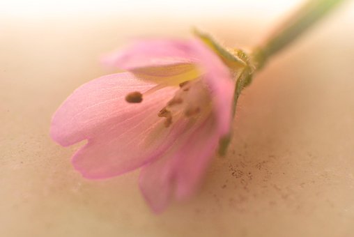 Free Macro Close Up photo and picture