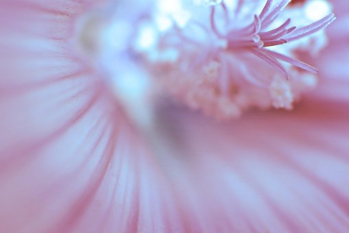 Free Hibiscus Marshmallow photo and picture
