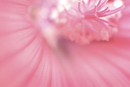 Free Hibiscus Marshmallow photo and picture