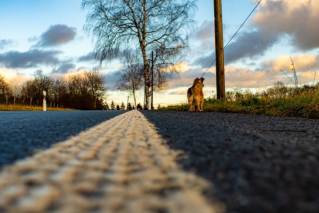 Free Road Country Road photo and picture