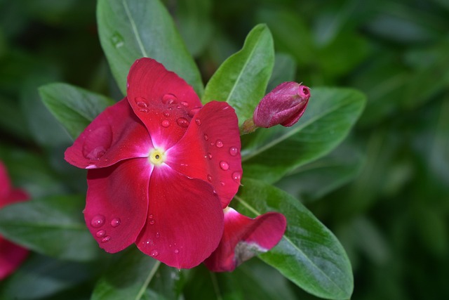 Free Flower Pink photo and picture