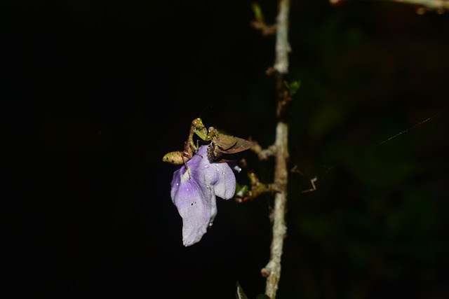 Free Dark Nature photo and picture