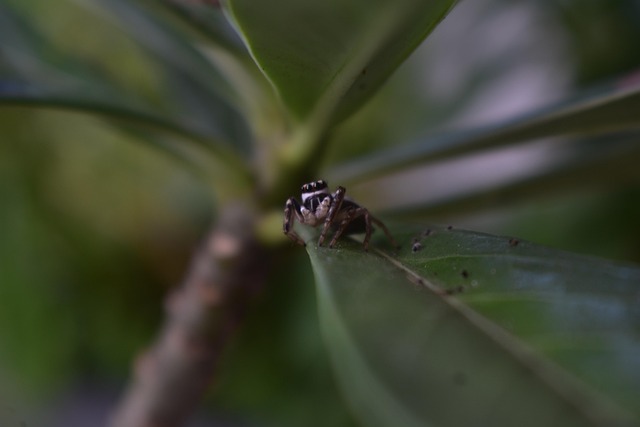 Free Spider Eyes photo and picture