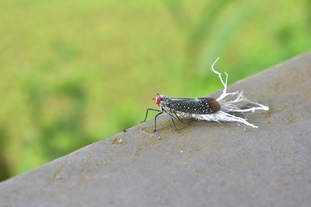 Free Insect Weird photo and picture