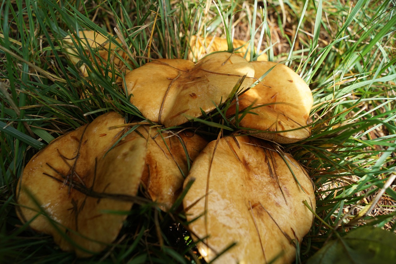 Free Mushroom Nature photo and picture