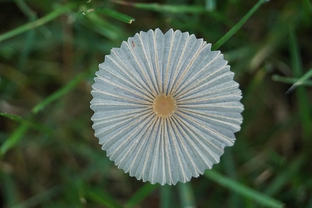 Free Flower Nature photo and picture