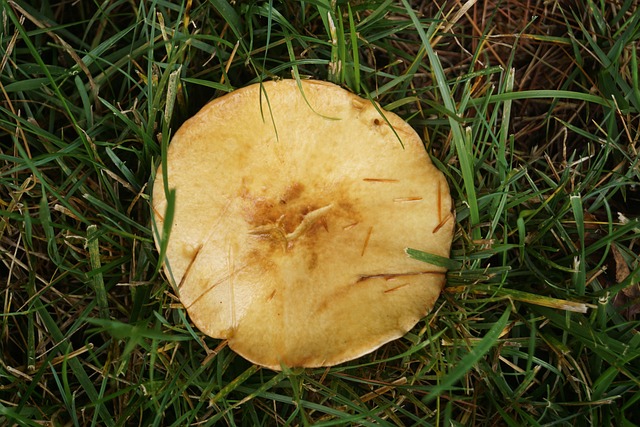 Free Mushroom Nature photo and picture