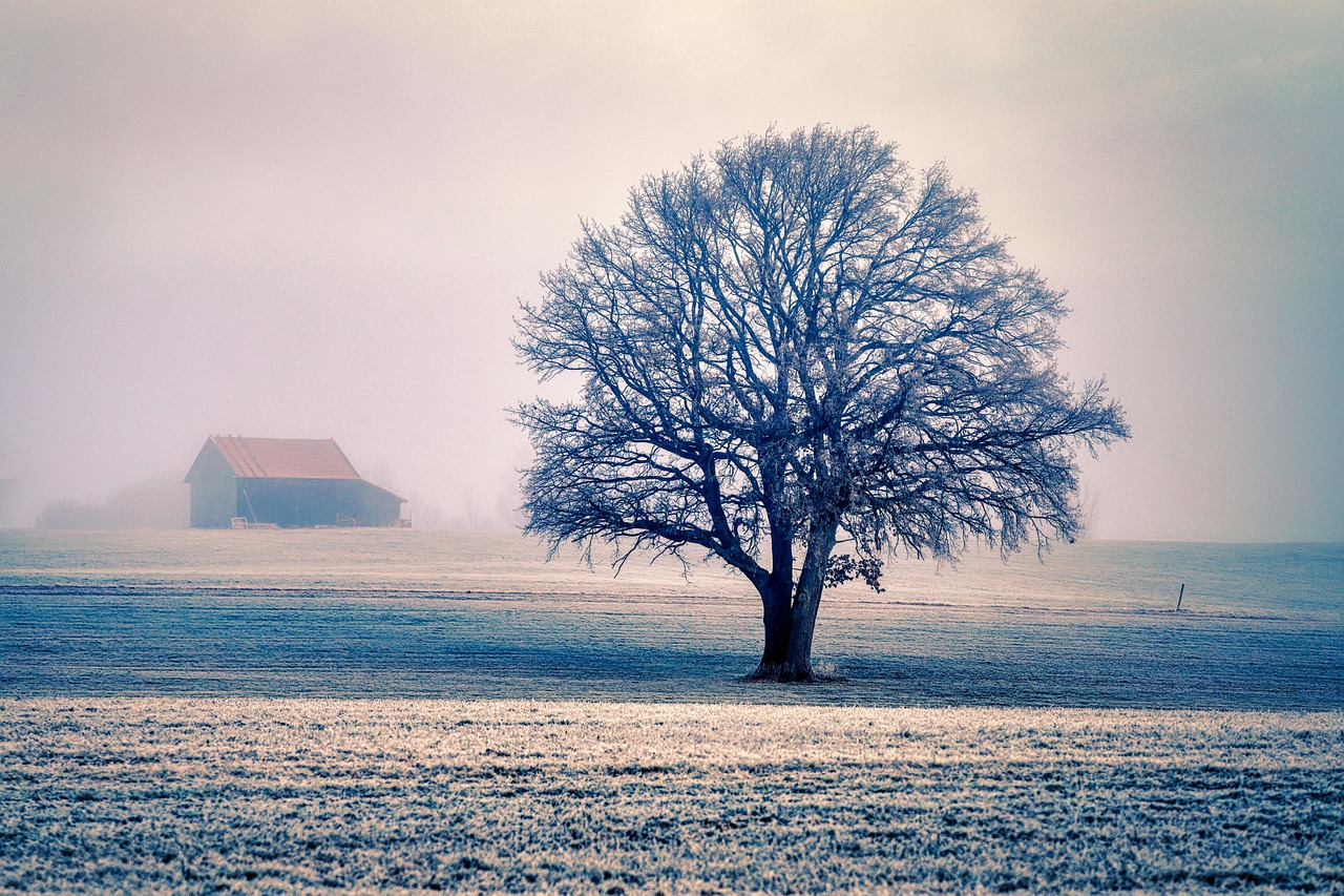 Tree - free online jigsaw puzzle photo