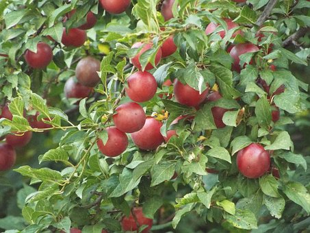 Free Plum Tree photo and picture