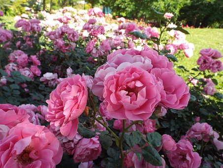 Free Rose Flower photo and picture