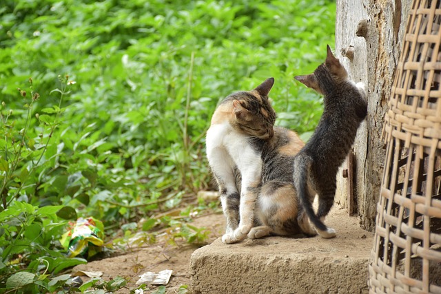 แมว, ลูกแมว, สัตว์, สัตว์เลี้ยง