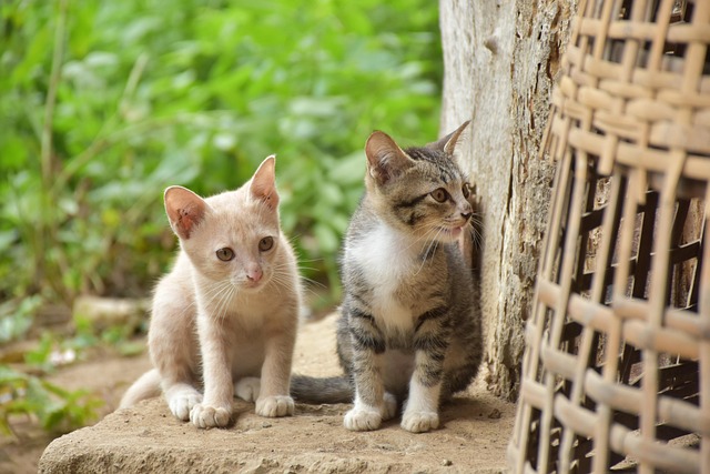 แมว, ลูกแมว, ธรรมชาติ, แมวลาย