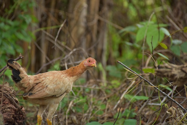 ไก่, Chicken, สัตว์ปีก, ฟาร์ม, ปศุสัตว์