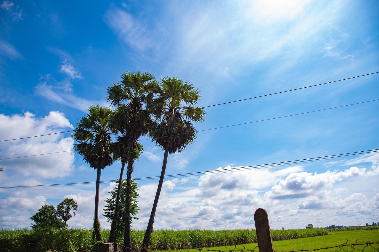 Palm Trees Green Fields Beautiful Free photo on Pixabay Pixabay