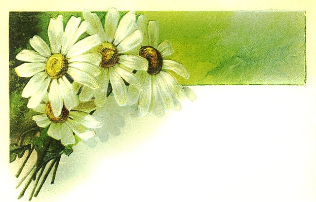 Blumen, Natur, Gänseblümchen, Strauß