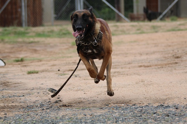 Free Belgian Malinois Dog photo and picture