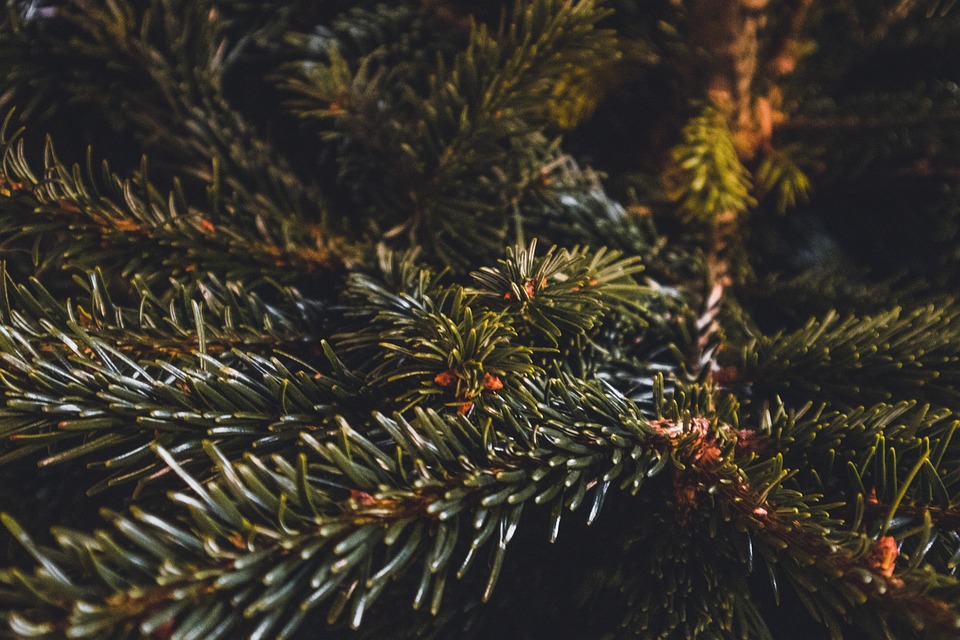 松枝 松树 植物 - Pixabay上的免费照片 - Pixabay