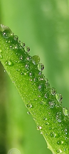 Free Aloe Just Add Water photo and picture