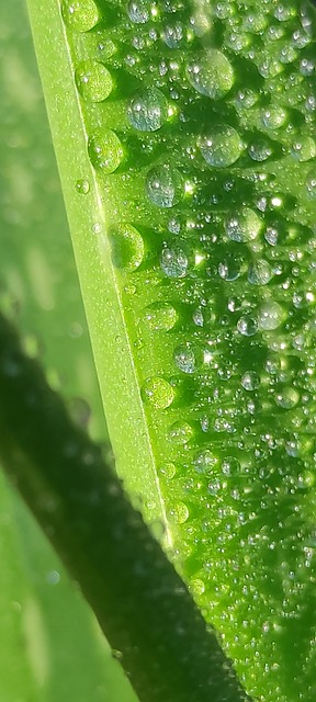 Free Light Aloe Vera photo and picture