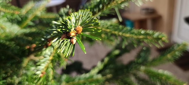 Free Fenyőág Christmas photo and picture