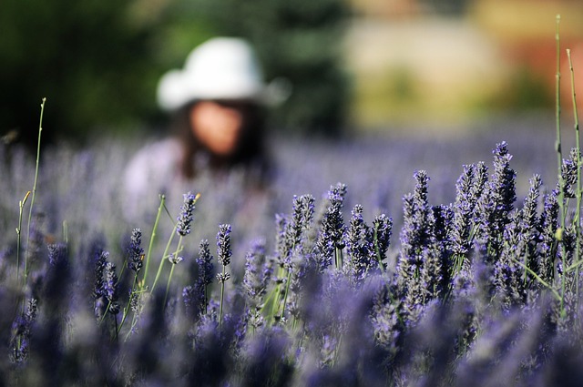Free Lavanta Lavander photo and picture