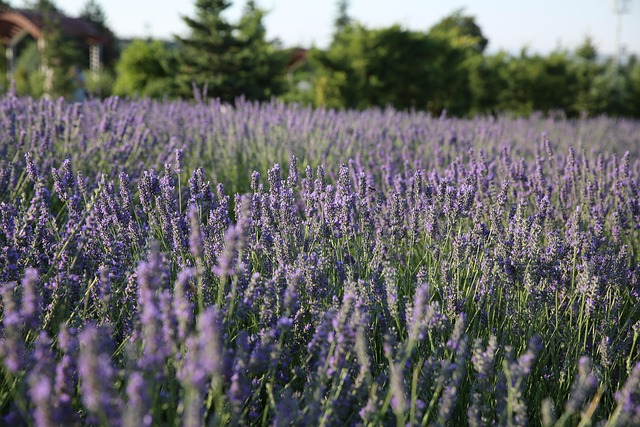 Free Lavender Flowers photo and picture
