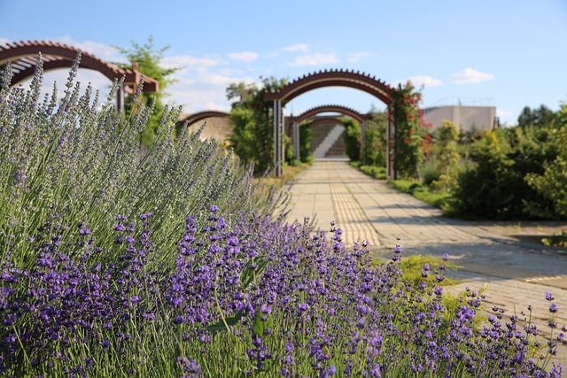 Free Lavender Flowers photo and picture