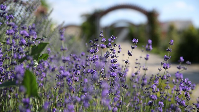 Free Lavender Nature photo and picture