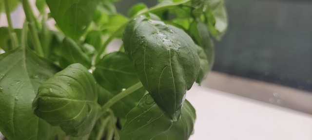 Free Basil Green photo and picture
