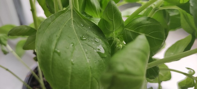 Free Basil Green photo and picture