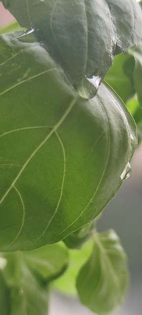 Free Basil Green photo and picture