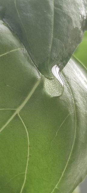 Free Basil Green photo and picture