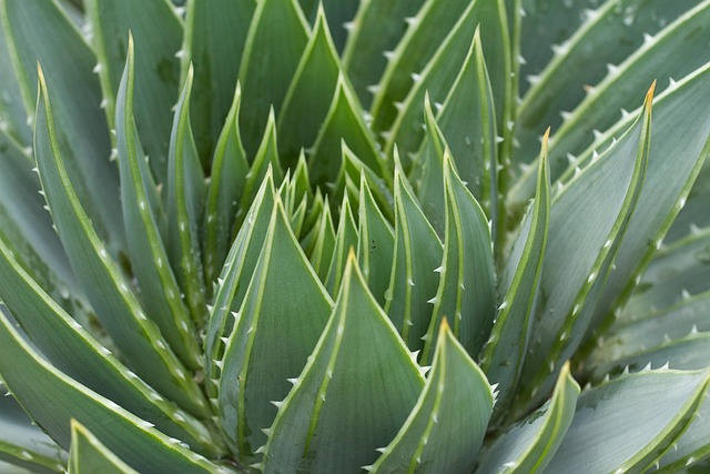 Kaktus, Natur, Blomstre, Kronblade