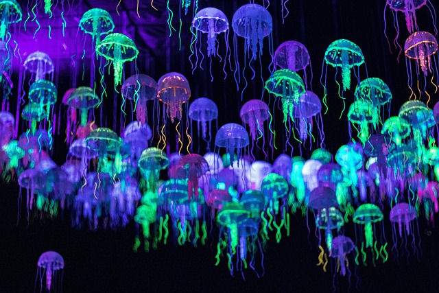 Free Backlight Jellyfish photo and picture