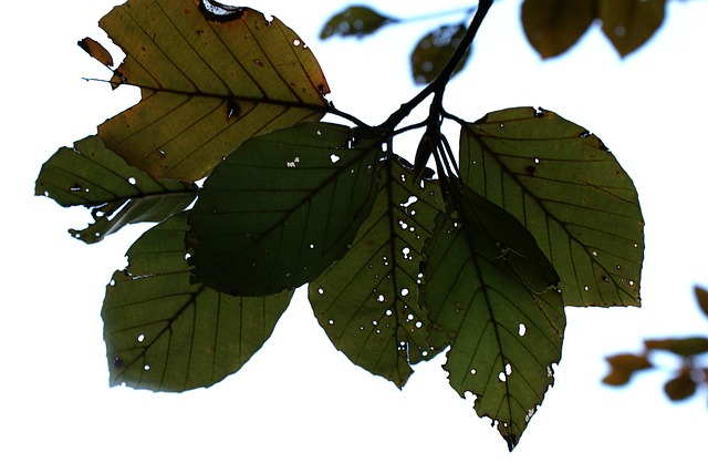 Herbstblätter, Grün, Herbstfarben