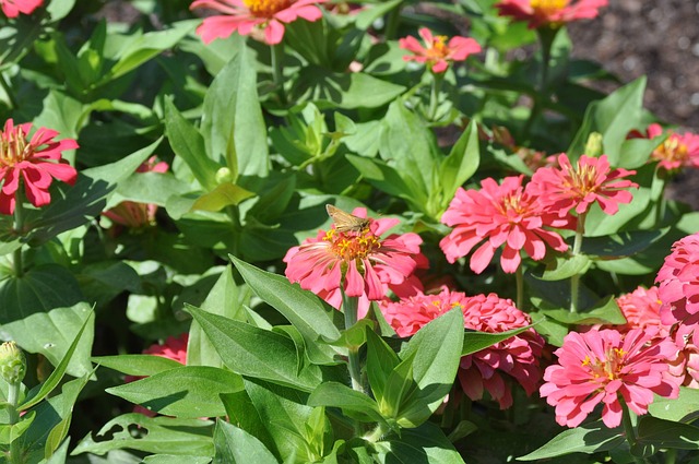 Free Dallas Arboretum photo and picture