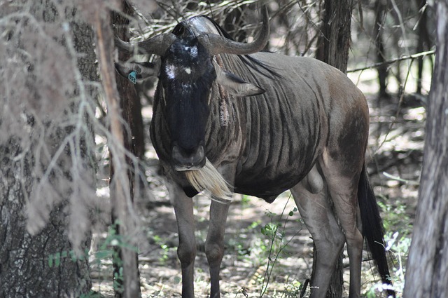 Free Texas Fossil Rim photo and picture