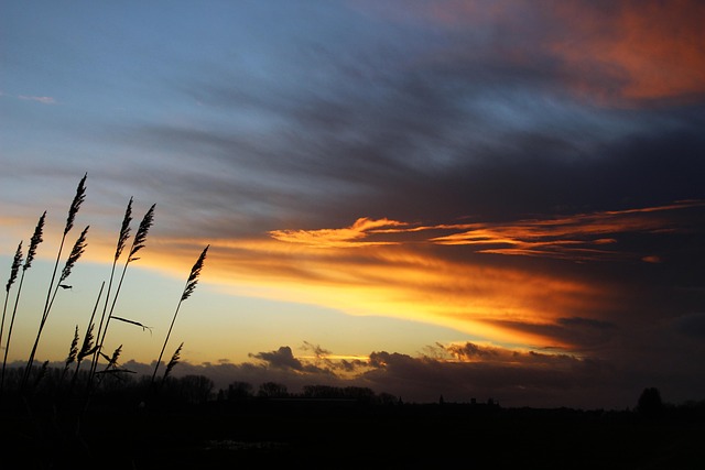 Free Sunset Reed photo and picture