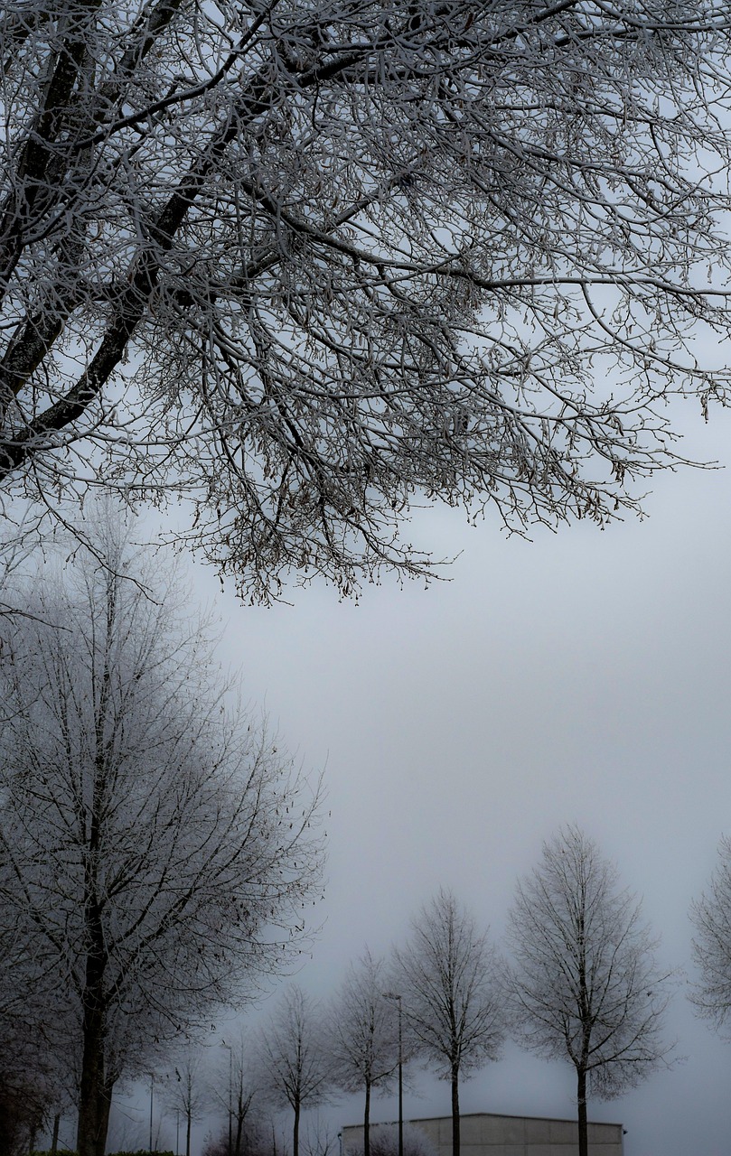 Nature Ripe Cold - Free photo on Pixabay - Pixabay