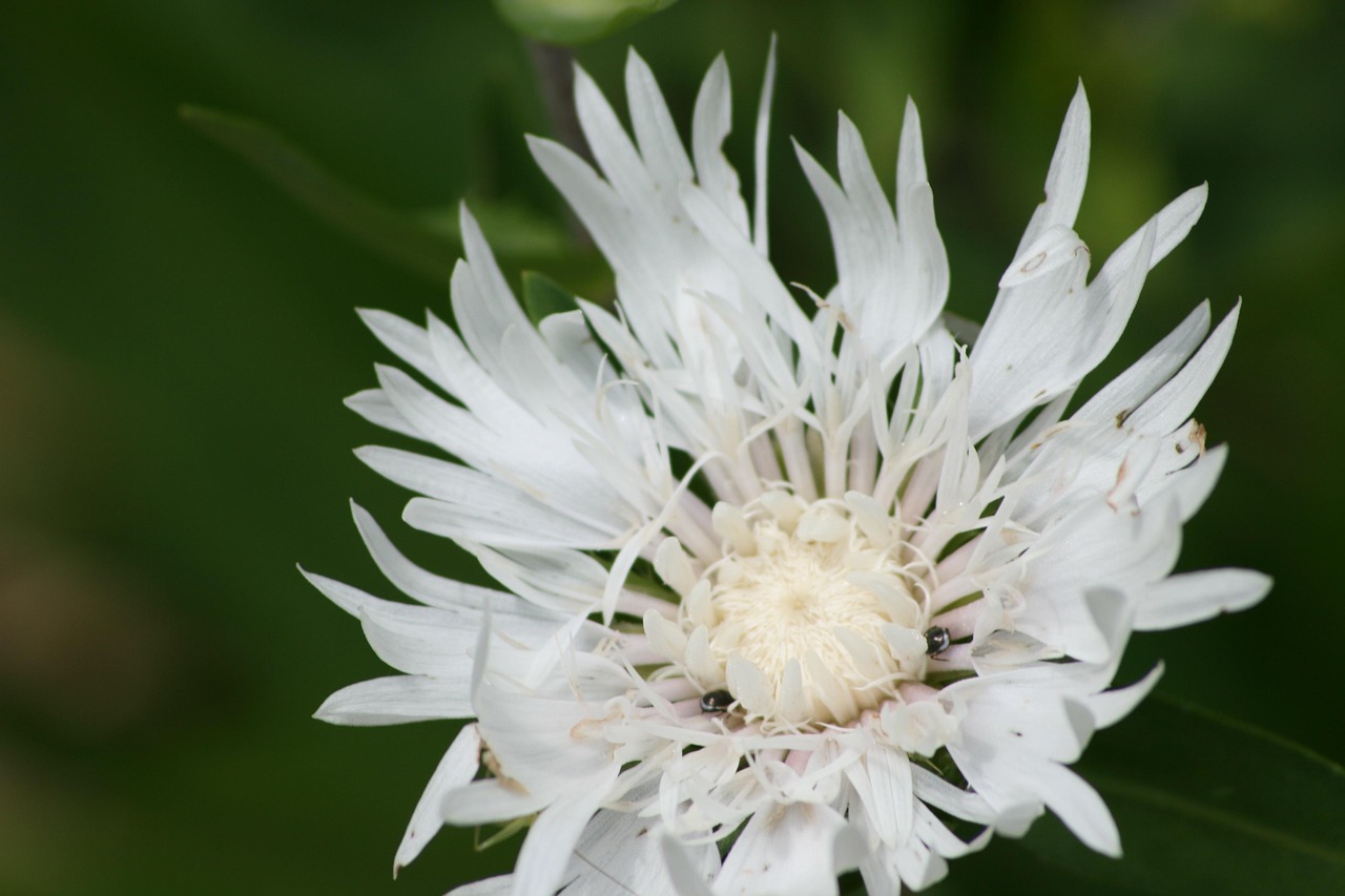 Sitemapcdatahttpscookniqoocom4 Images 1 Mot Fleur Blanchenull